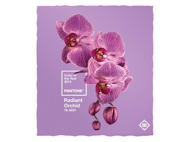 De kleur van 2014: Radiant Orchid