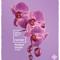 De kleur van 2014: Radiant Orchid